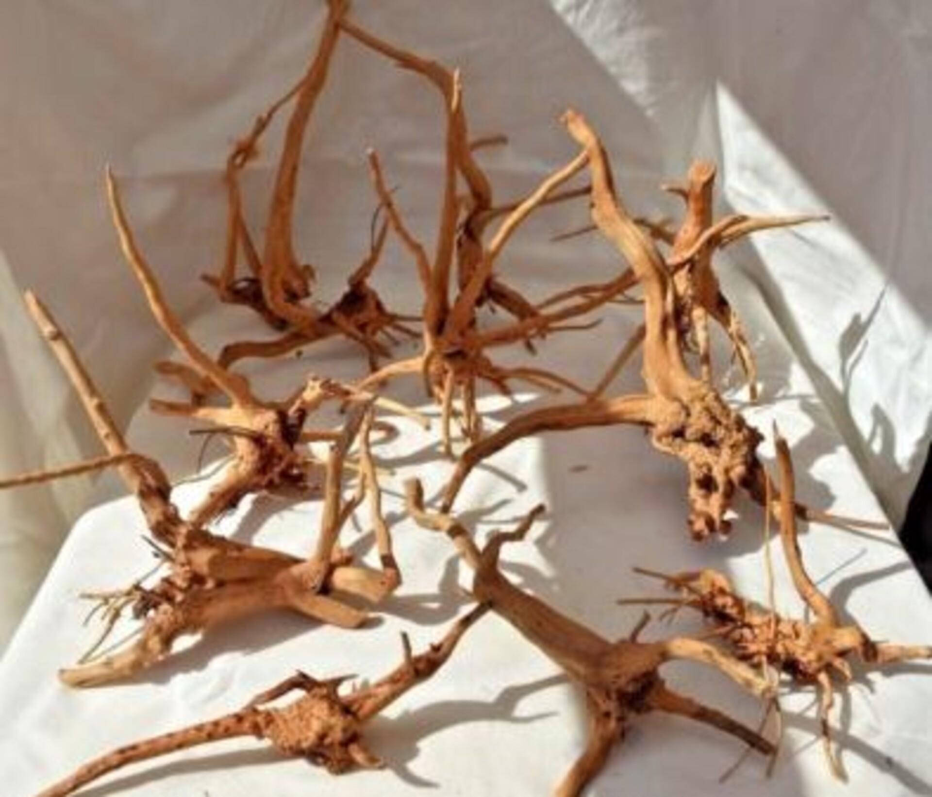 Radice Spider Wood  - Prodotto Naturale trattato - Legno Chiaro cm.30/40