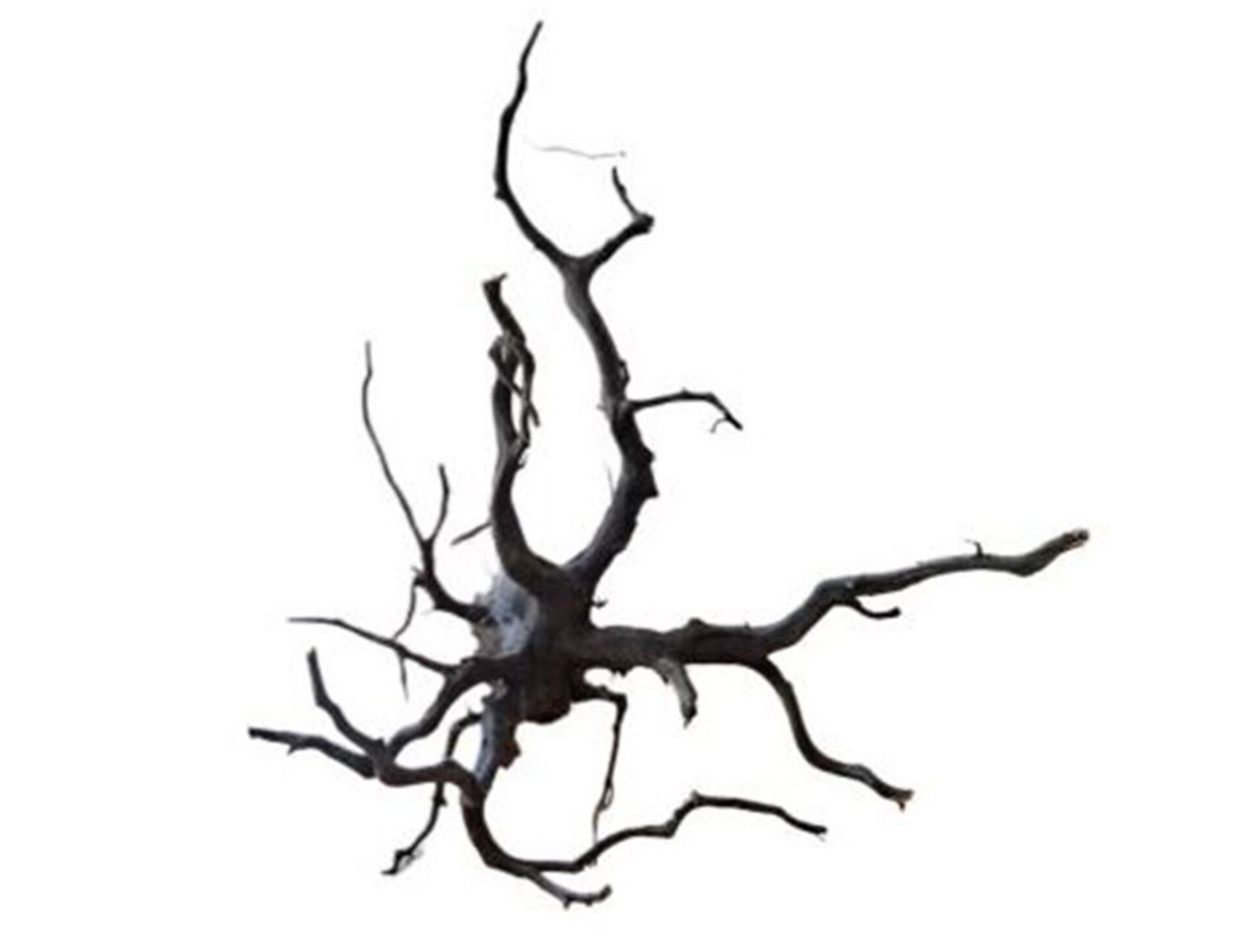 Radice Black Spider  - Prodotto Naturale trattato - Legno Scuro cm 55/70