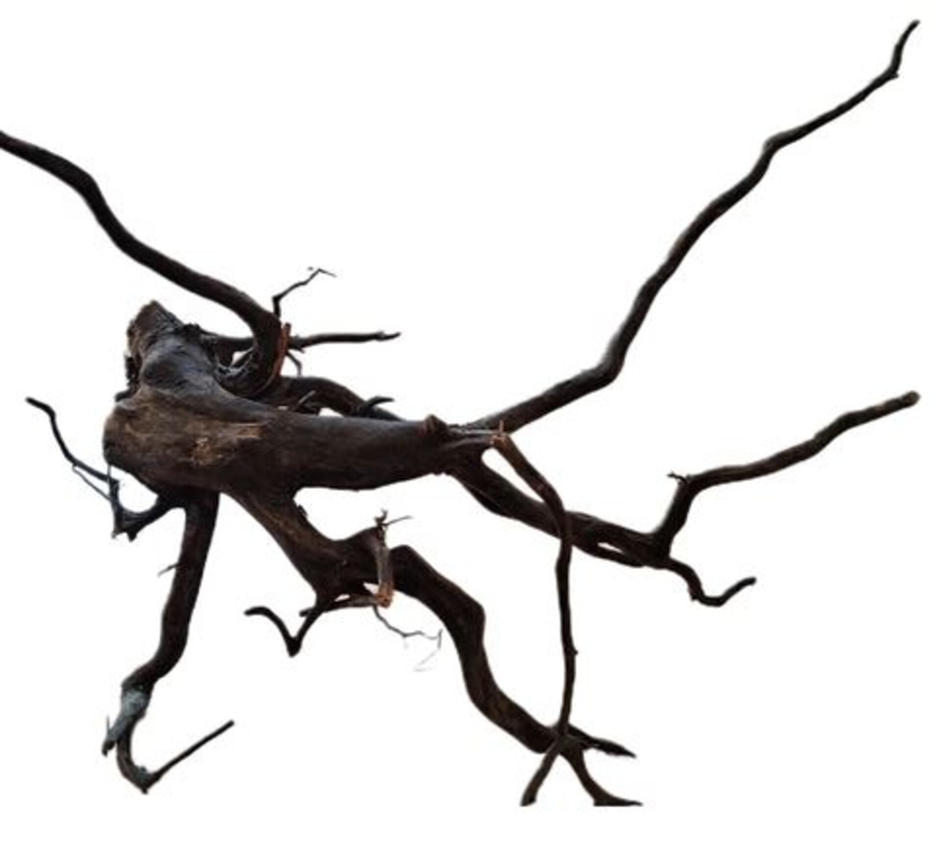 Radice Black Spider - Prodotto Naturale trattato - Legno scuro cm 40/50