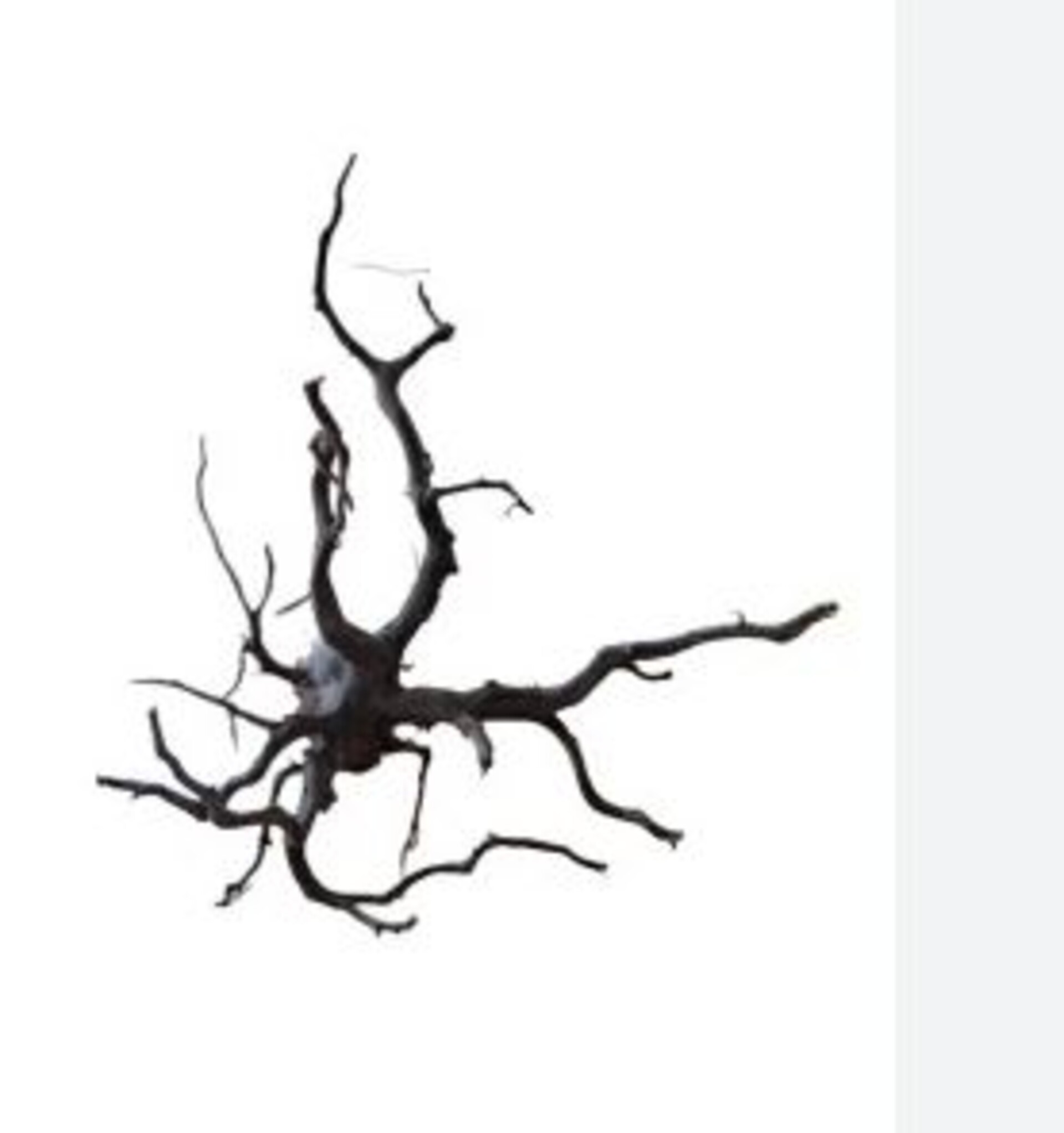 Radice Black Spider  - Prodotto Naturale trattato - Legno Scuro cm 55/70
