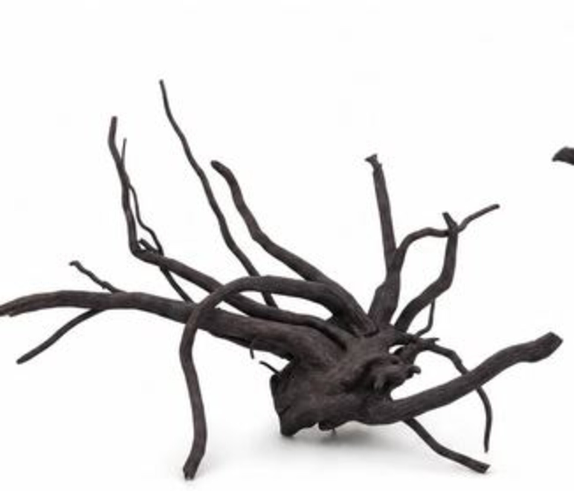 Radice Black Spider cm 80/100 - Prodotto Naturale trattato - Legno Scuro cm 80/100