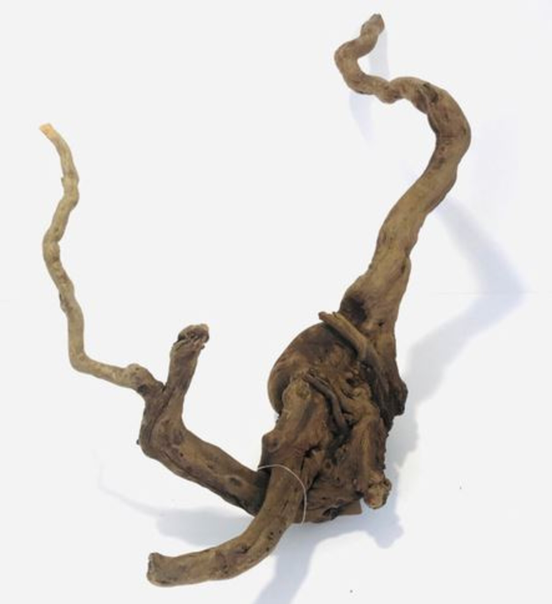 Radice Black Spider cm 80/100 - Prodotto Naturale trattato - Legno Scuro cm 80/100