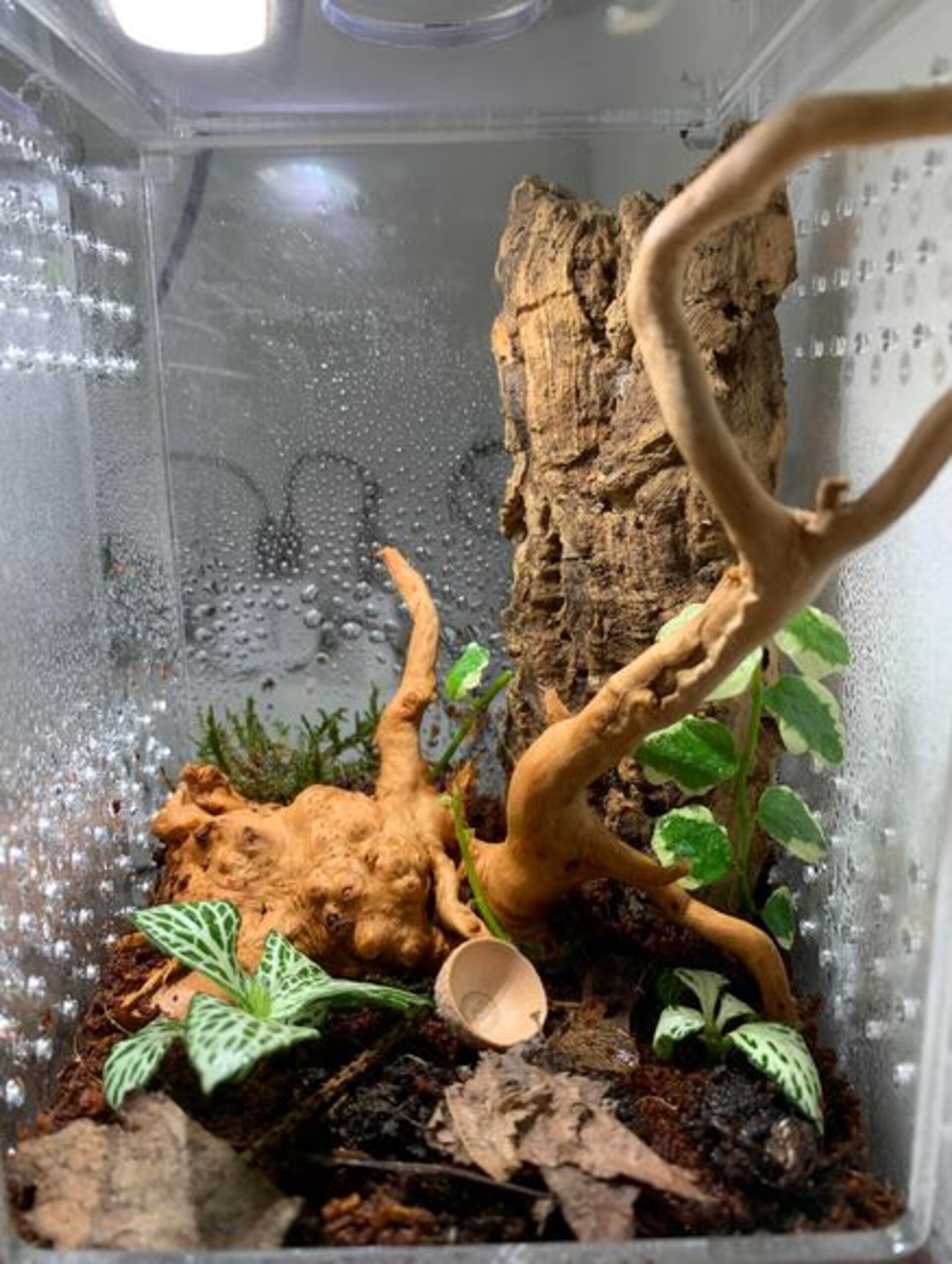 Radice Black Spider - Prodotto Naturale trattato - Legno scuro cm 40/50