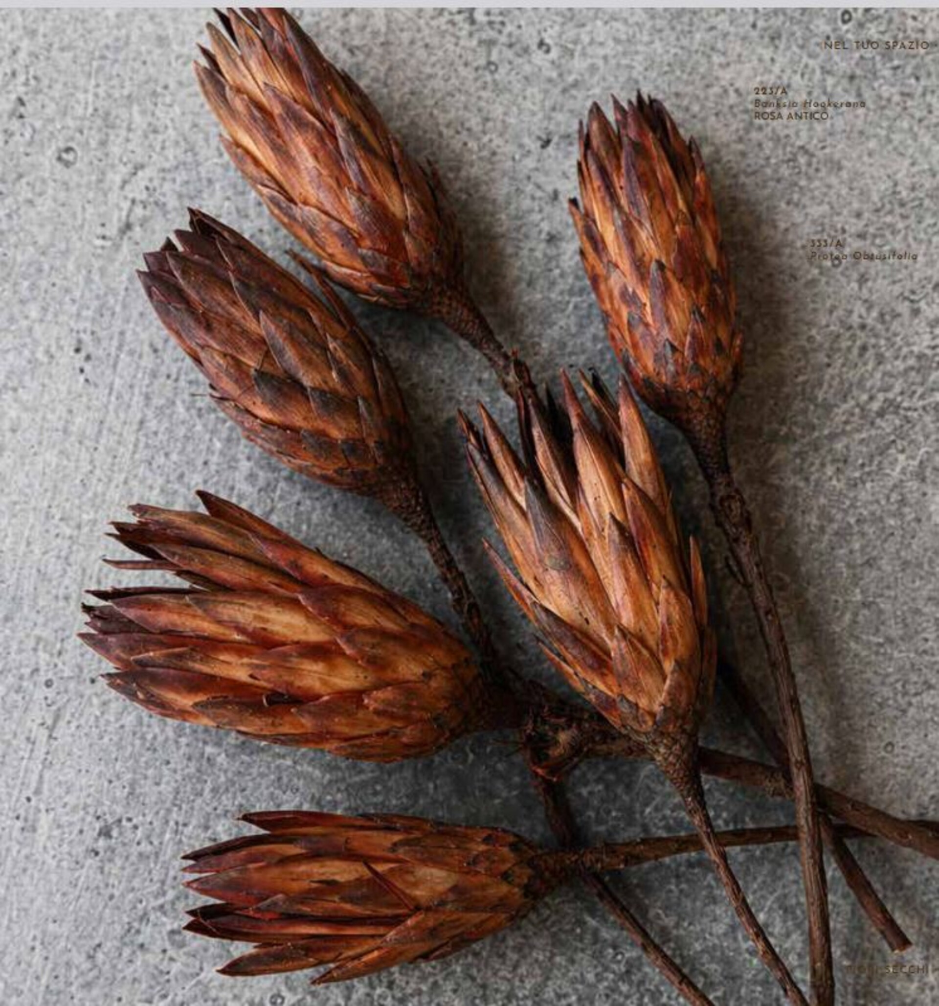 Protea compacta cm. 30 - Sconti per Fioristi e Aziende . - Stabilizzata