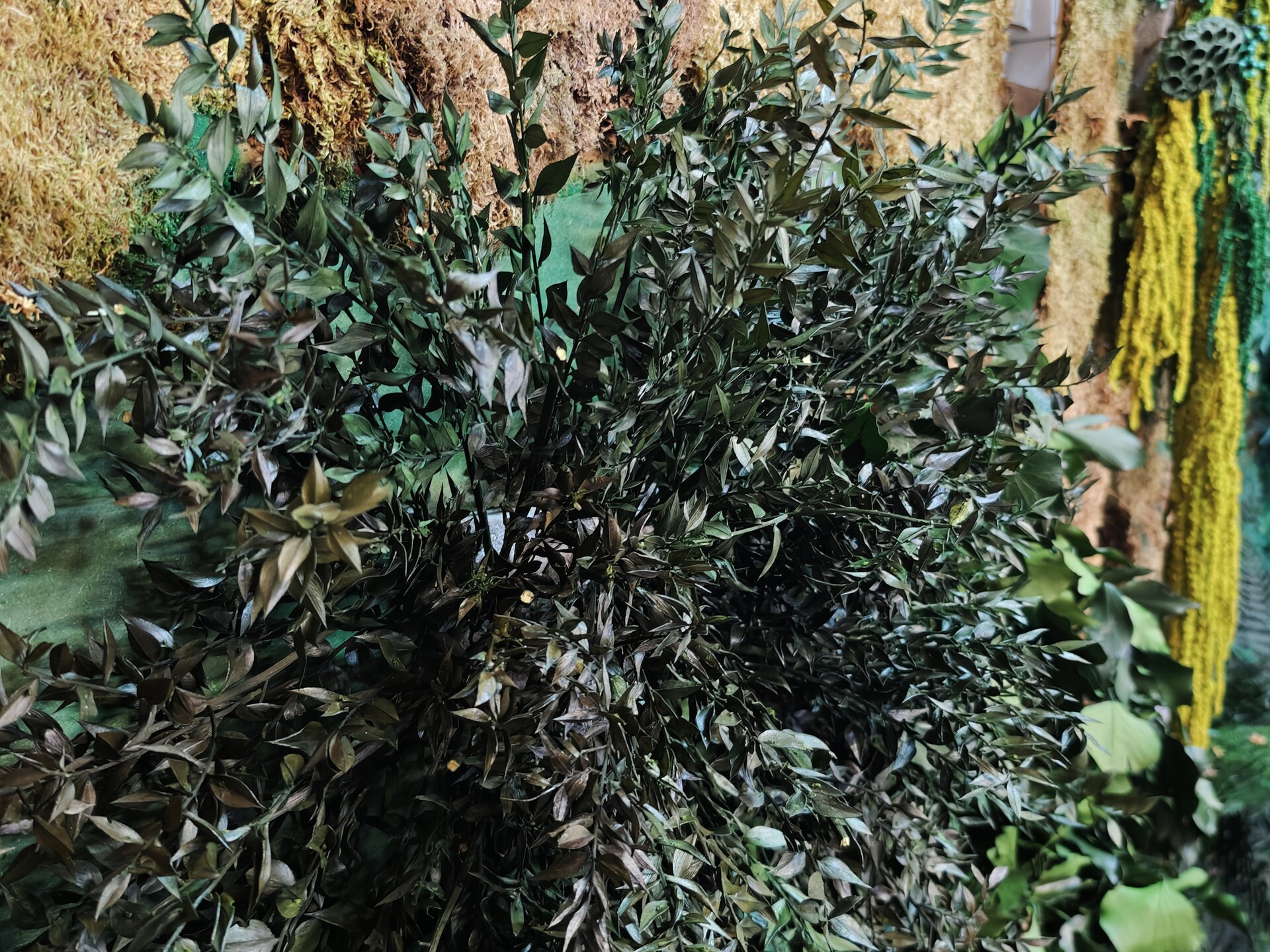 Ruscus Aculeatus H 90 - Sconti per Fioristi e Aziende - Pungitopo Stabilizzato Kg. 1