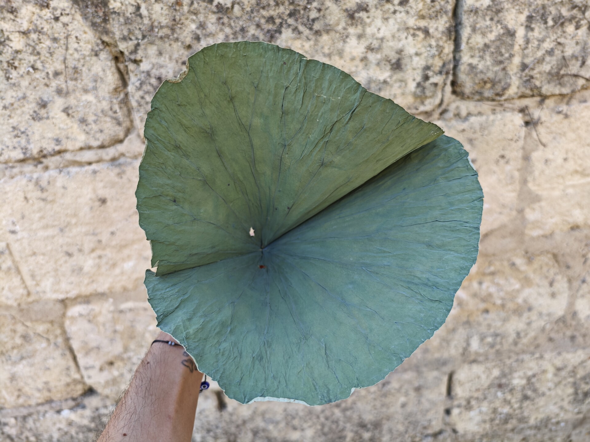 Foglia Lotus dm. 40 conf. x10  - Sconti per Fioristi e Aziende . - Stabilizzata