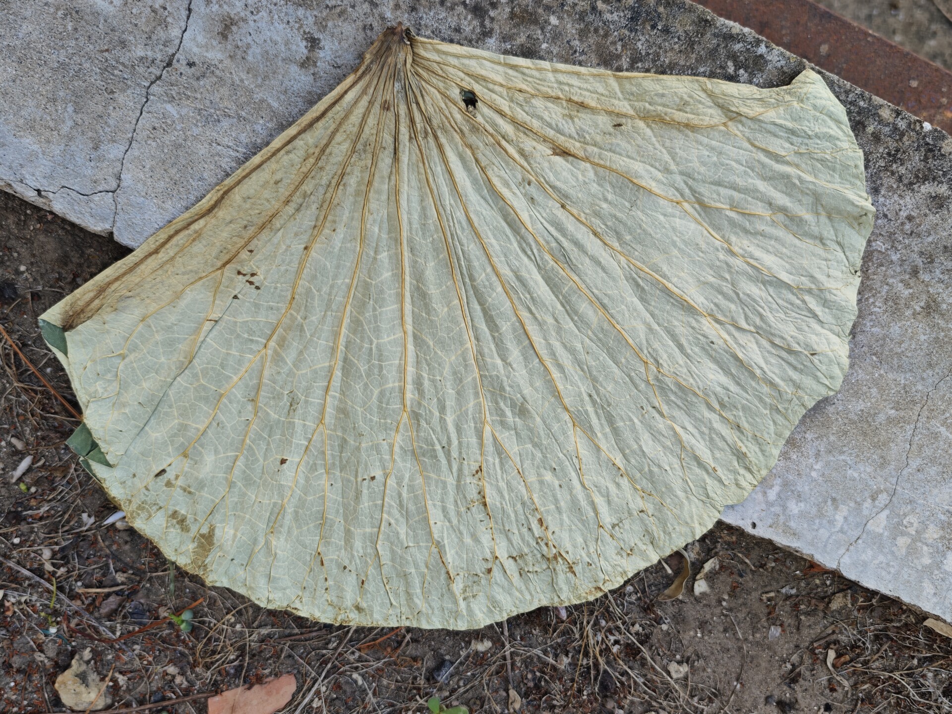 Foglia Lotus dm. 40 conf. x10  - Sconti per Fioristi e Aziende . - Stabilizzata
