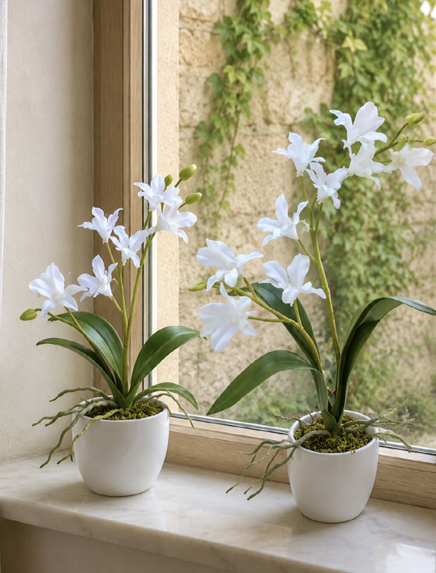 Orchidea Dendrobie con vaso H 40 cm in diversi colori Sconti per Fioristi, Wedding e Aziende .