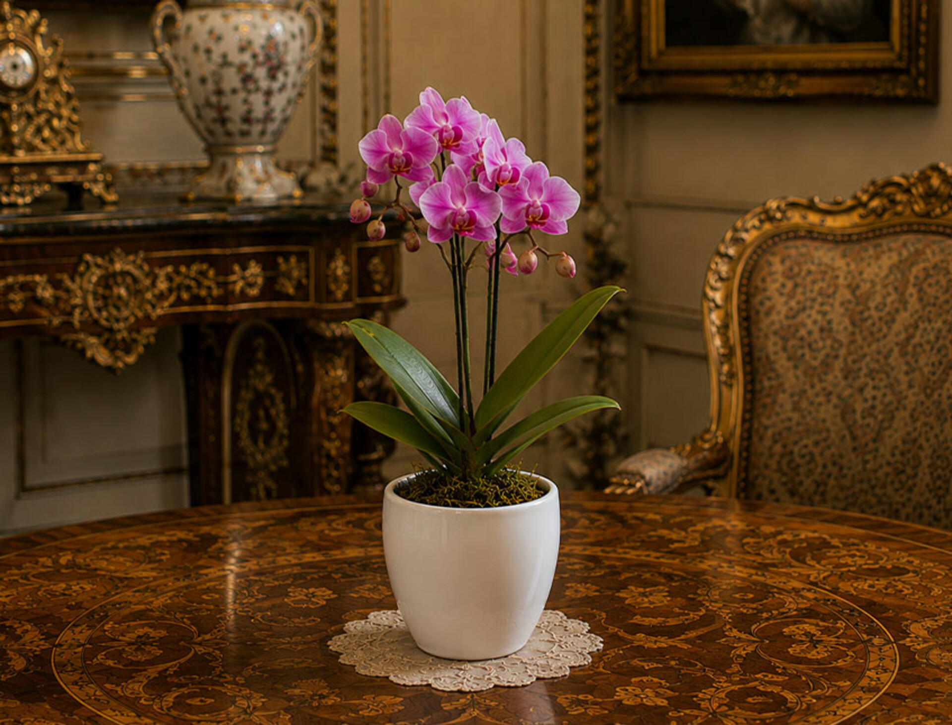 Orchidea Dendrobie con vaso H 40 cm in diversi colori Sconti per Fioristi, Wedding e Aziende .