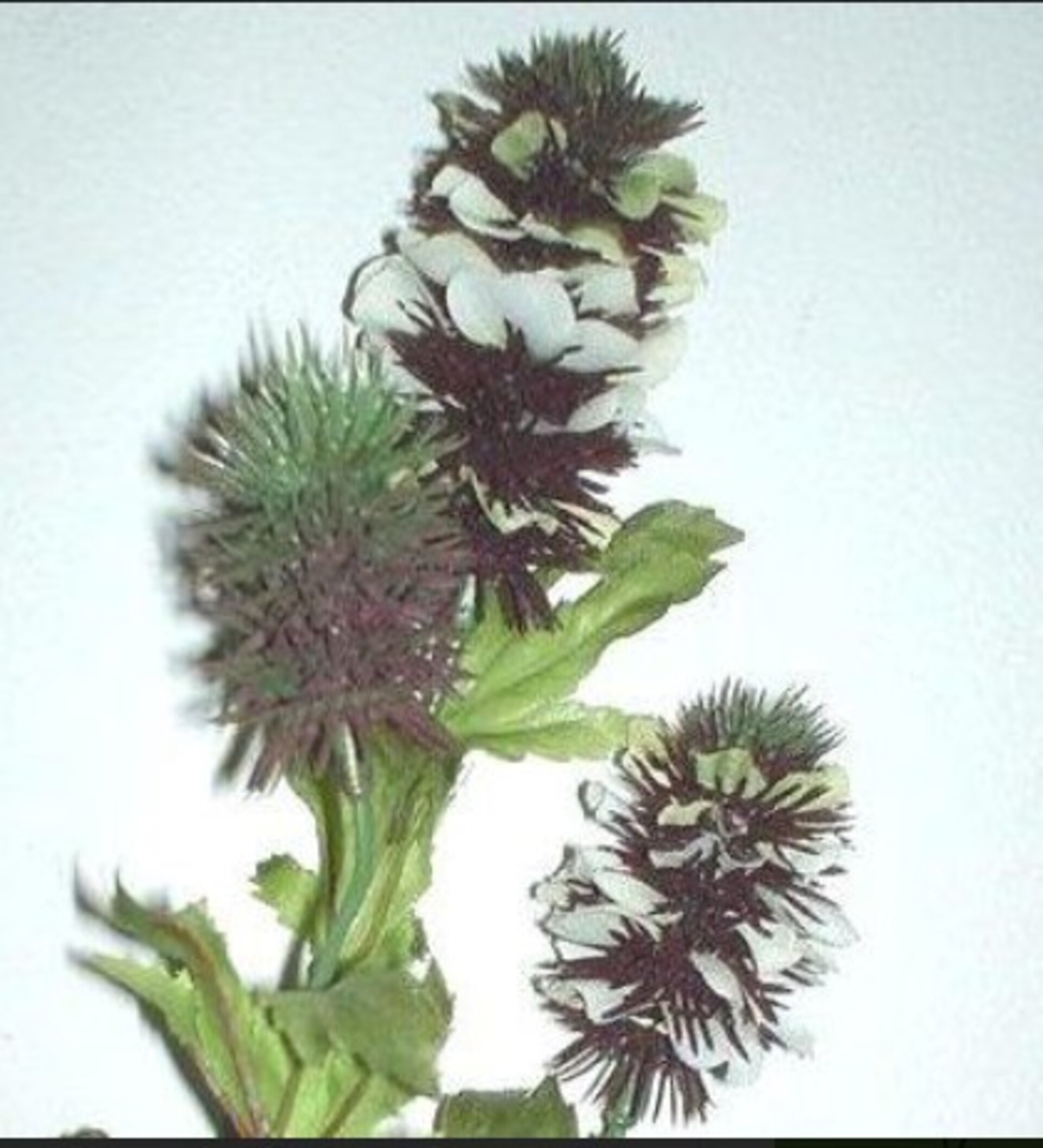 Banksia x 5 wild in Poliestere - Sconti per Fioristi e Aziende