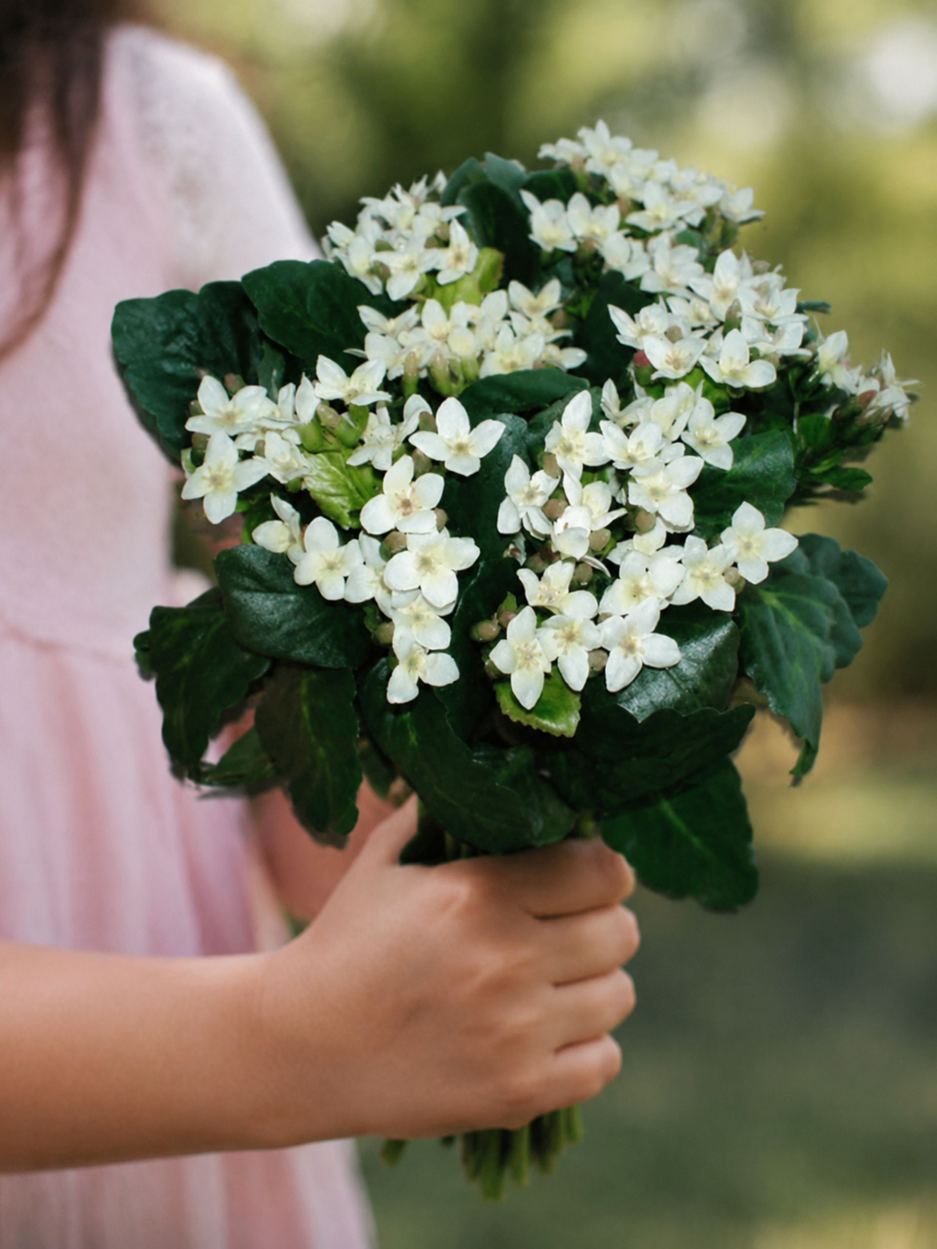 Calanchoe bush x 5 in poliester - Sconti per Fioristi e Aziende - Vari colori