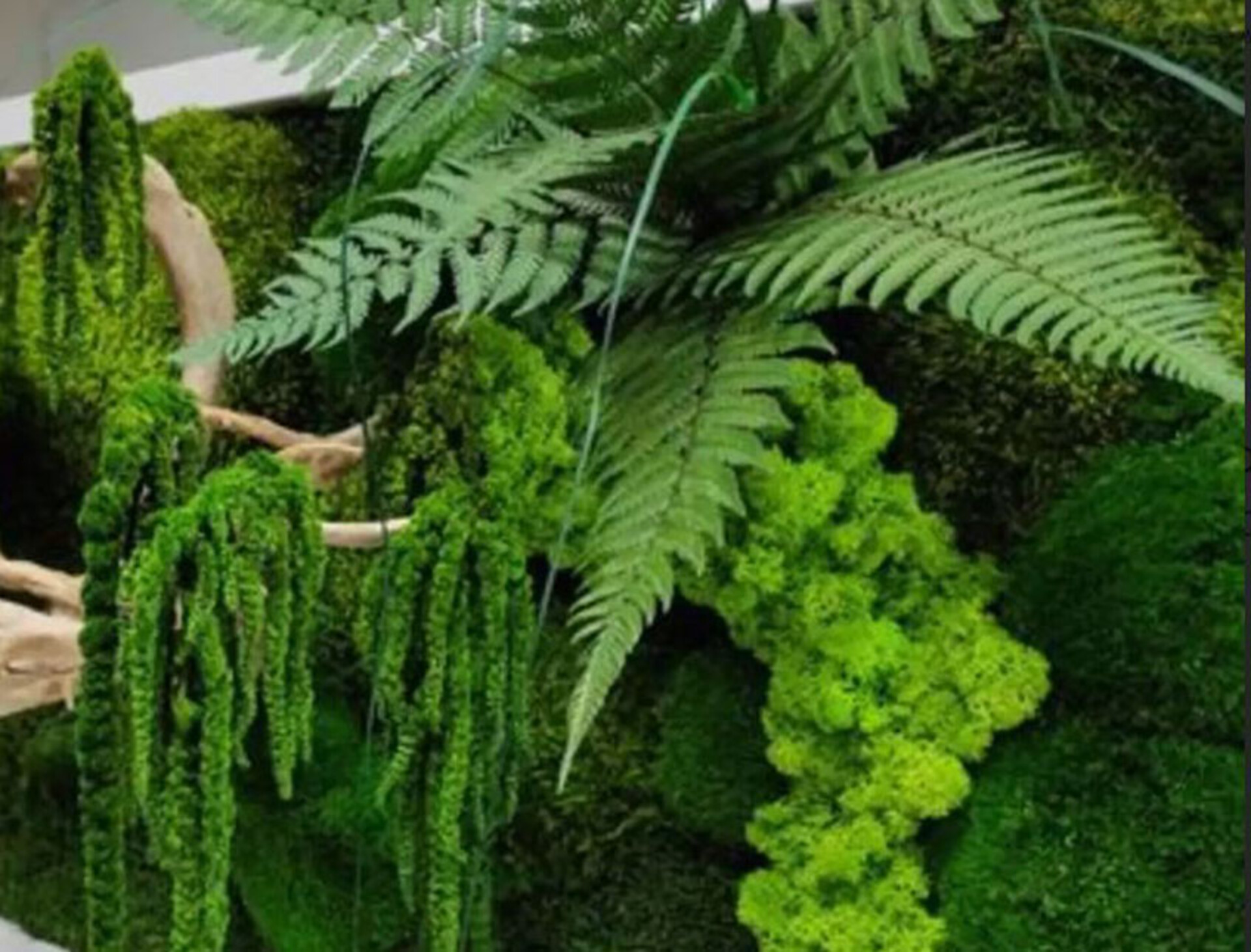 Felce di Bosco H 75 Preservata - Sconti per Fioristi e Aziende Mazzo da 10 foglie