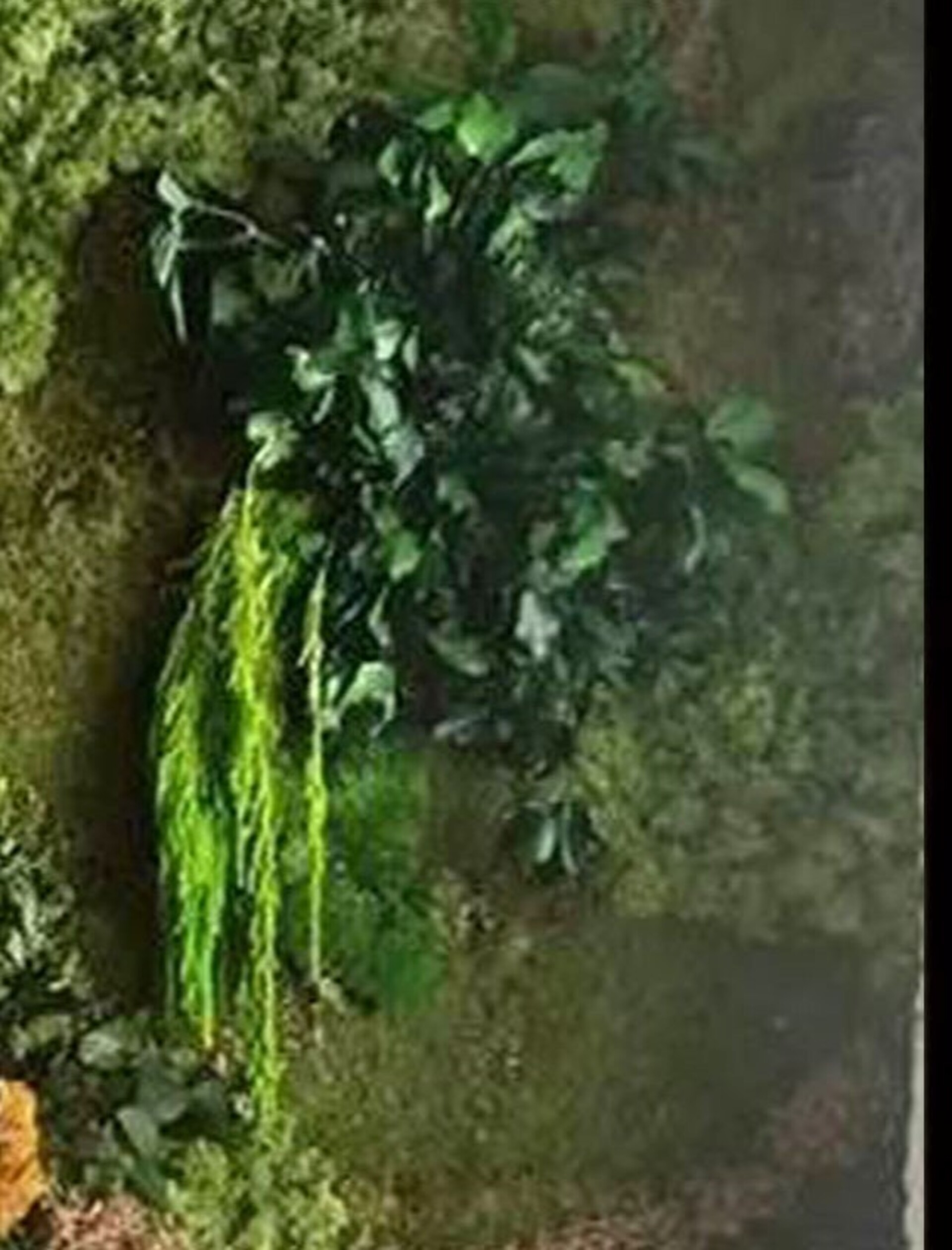 Edera Araba Preservata  - Sconti per Fioristi e Aziende Mazzo gr. 150