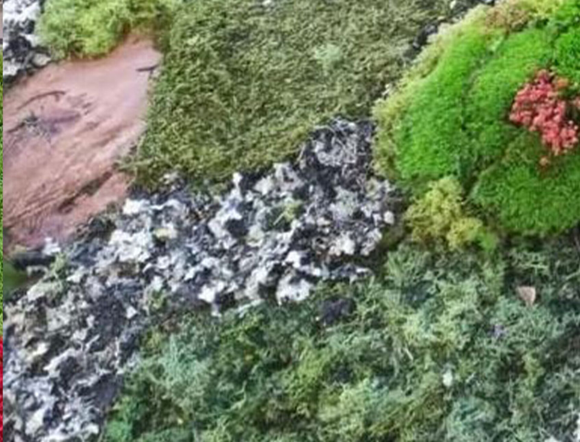 Muschio di Roccia gr. 250 ( Black Moss ) Naturale preservato - Sconti per Fioristi e Aziende