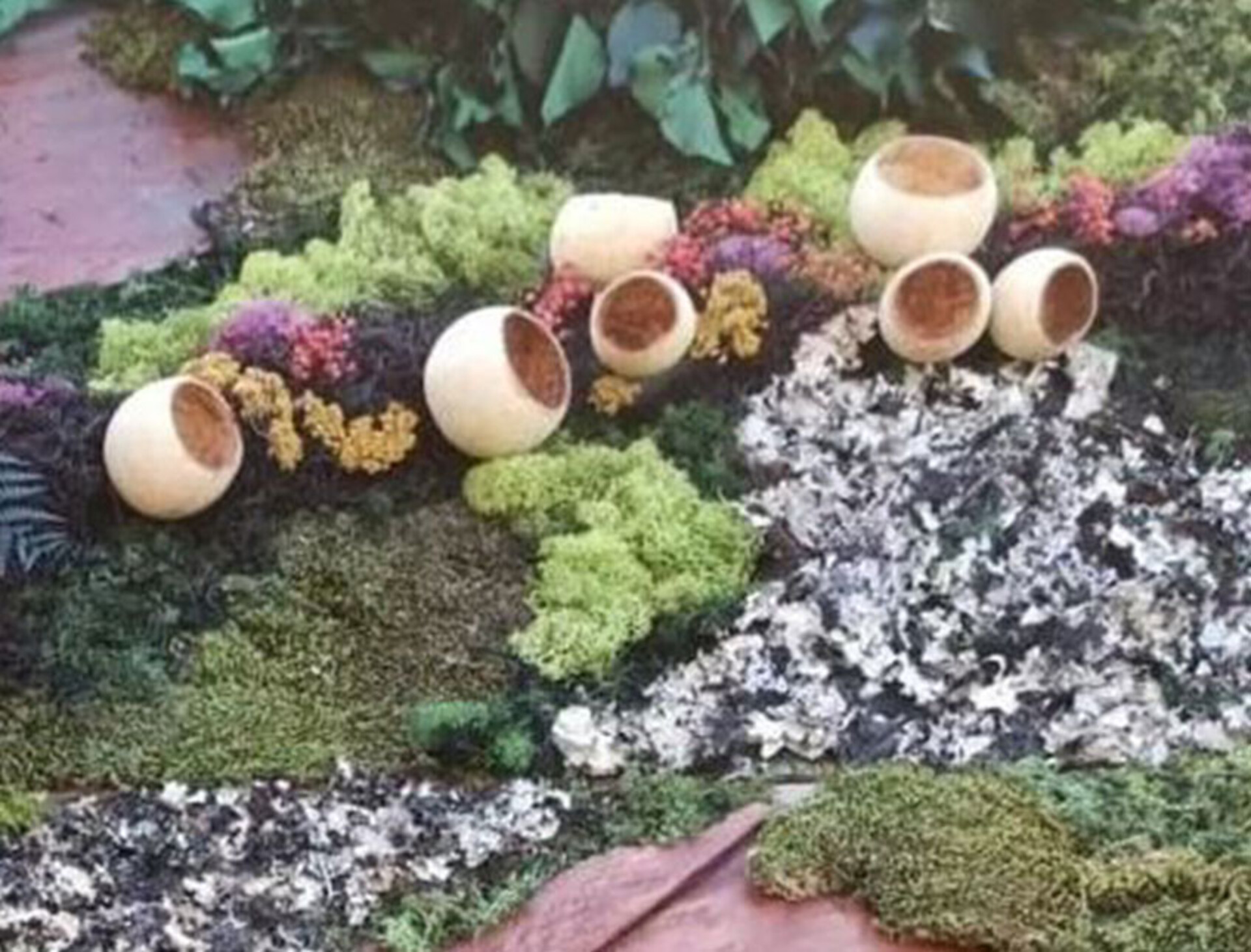 Bell Cups Naturale steccati x 8 - Sconti per Fioristi e Aziende Chiaro naturale