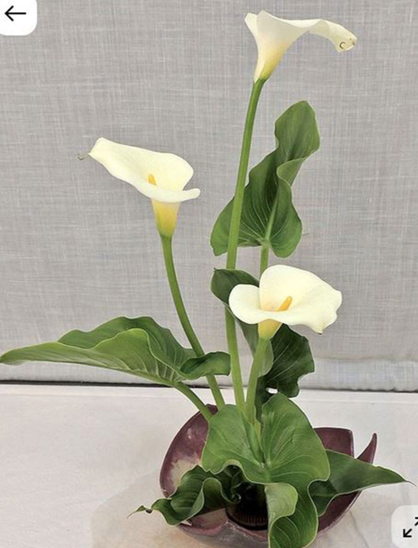 Calla Plant x 5 fogliata in poliestere - Sconti per Fioristi e Aziende