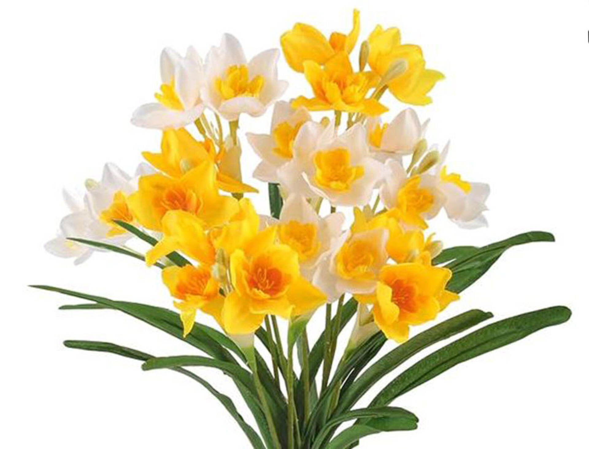 Narciso Lusso H 50  - Sconti per Fioristi e Aziende . - in gomma