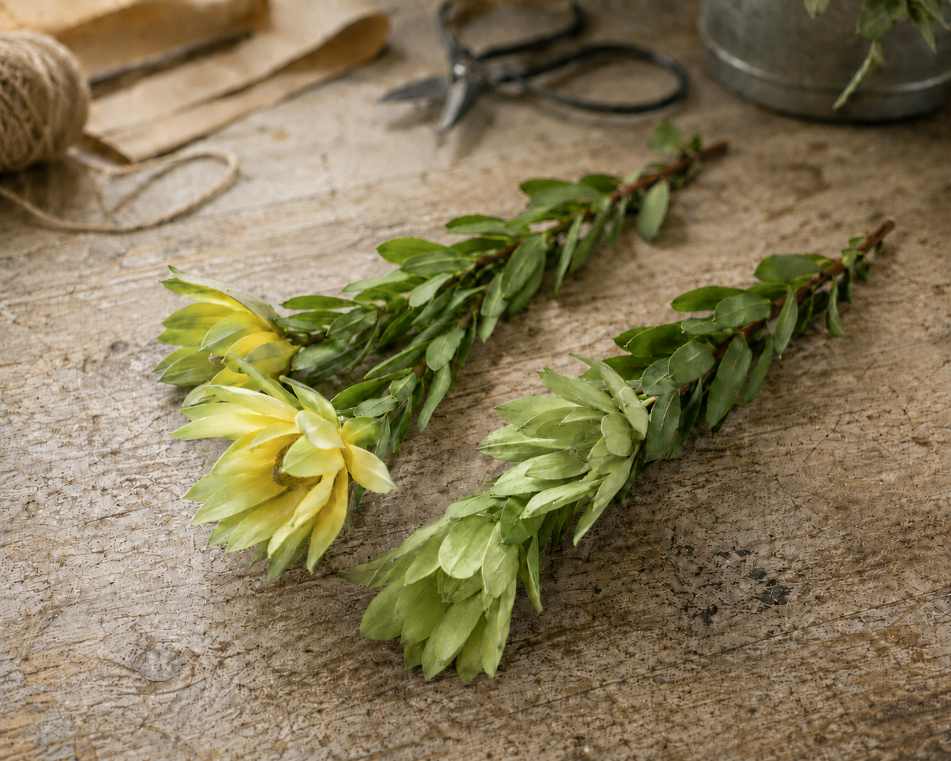 Leucadendron x 3 H 60 - Sconti per Fioristi e Aziende . - In poliester
