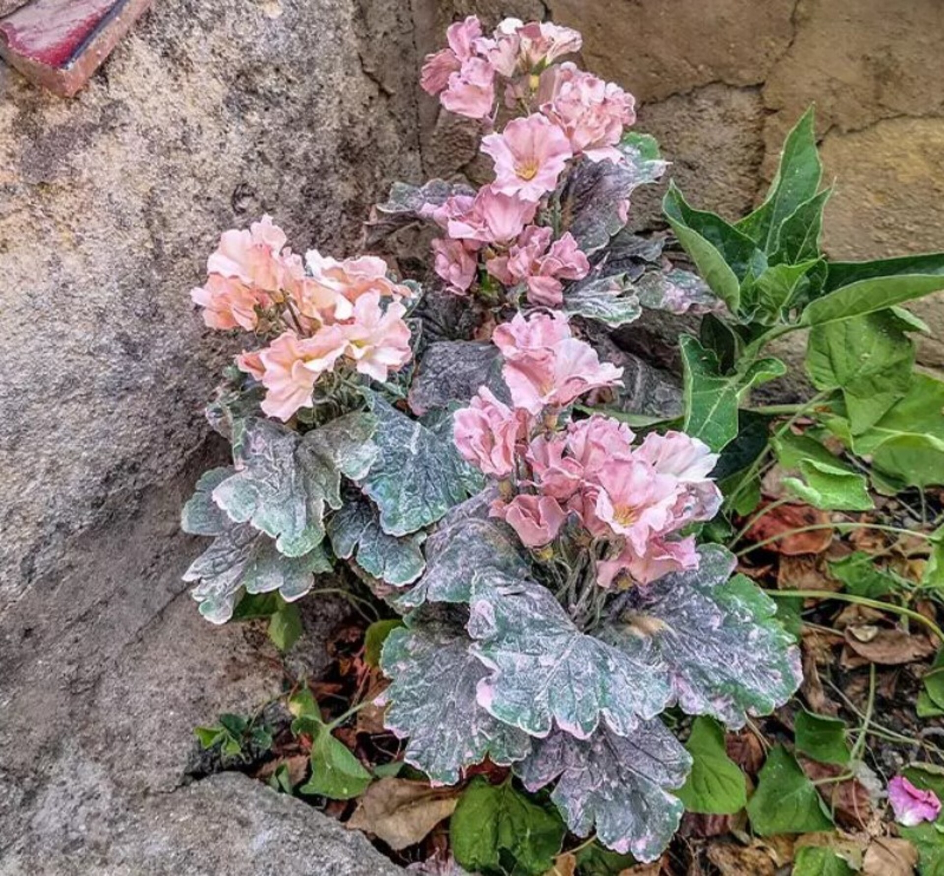 Primula obconica H 36 in poliestere - Sconti per Fioristio e Aziende - Artificiale