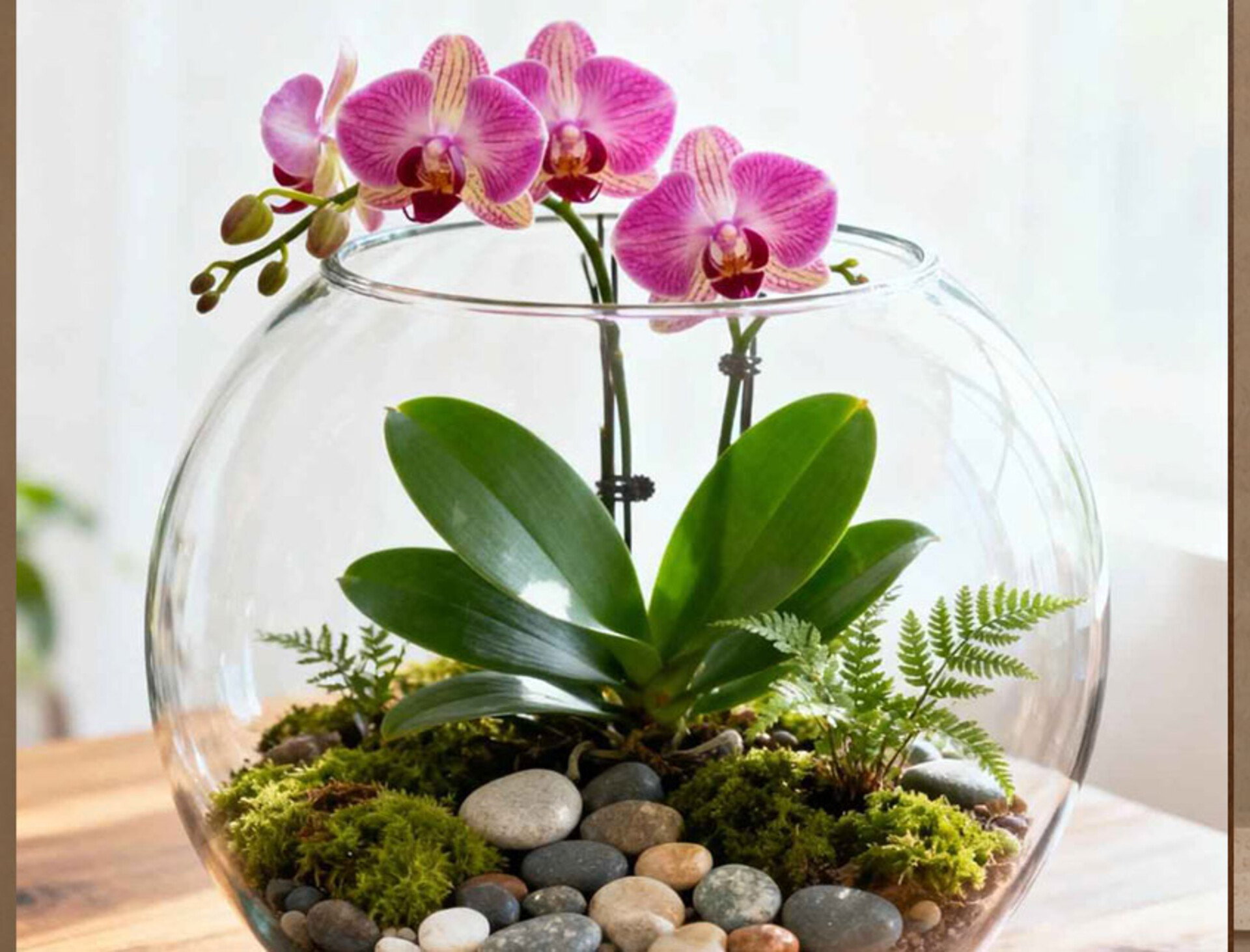 Foglia di Orchidea con radici  - Sconti per Fioristi e Aziende . - cm. 15 con 4 foglie