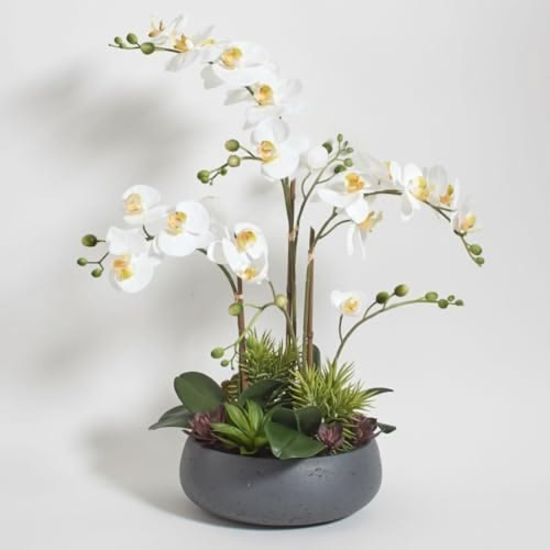 Foglia di Orchidea con radici  - Sconti per Fioristi e Aziende . - cm. 15 con 4 foglie