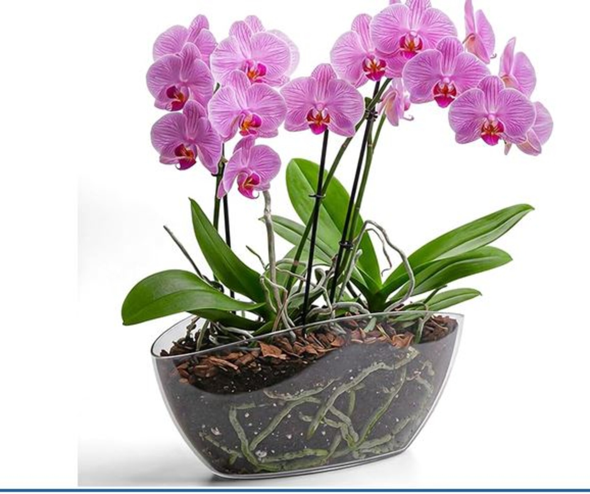 Foglia di Orchidea con radici  - Sconti per Fioristi e Aziende . - cm. 15 con 4 foglie