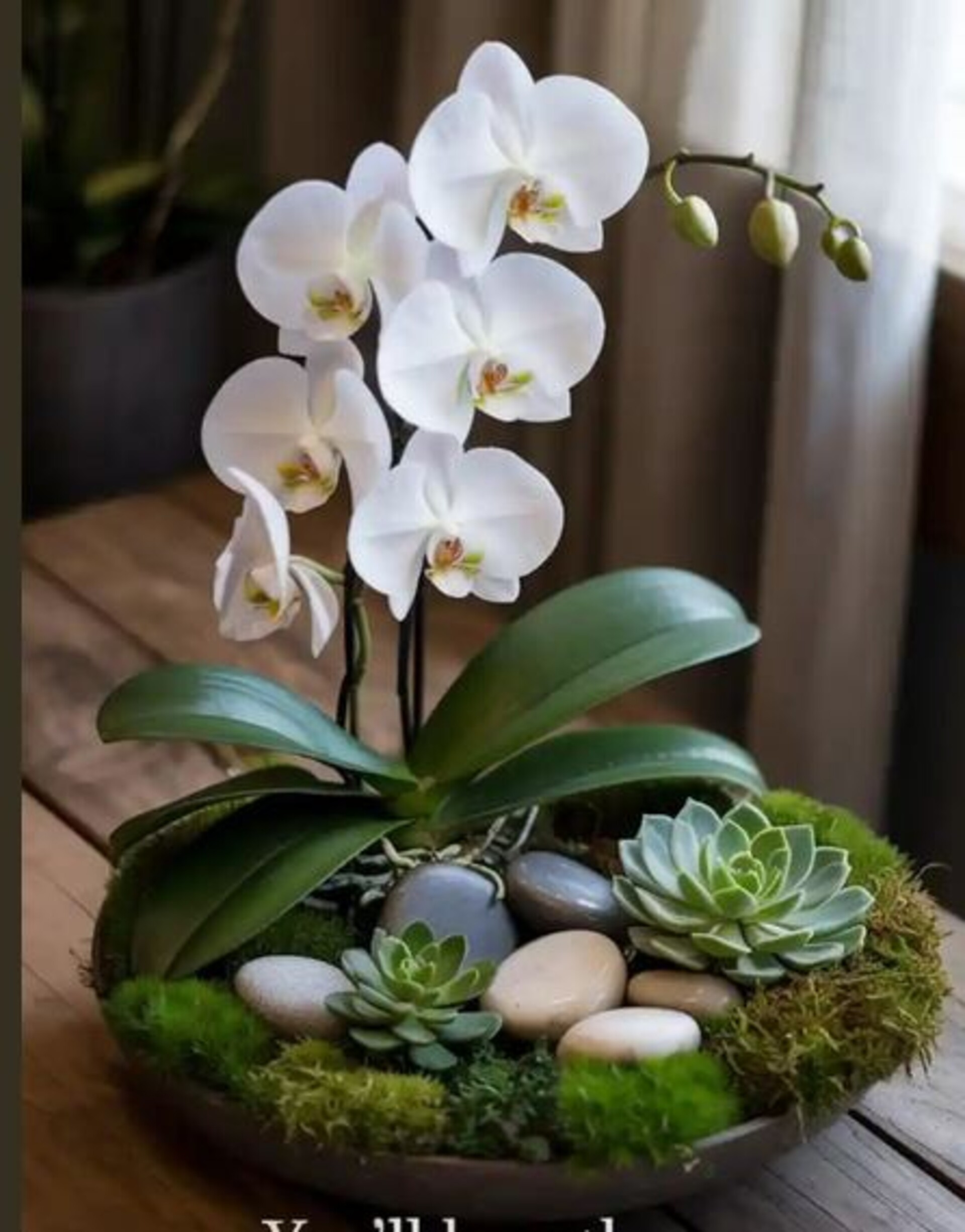 Foglia di Orchidea con radici  - Sconti per Fioristi e Aziende . - cm. 15 con 4 foglie