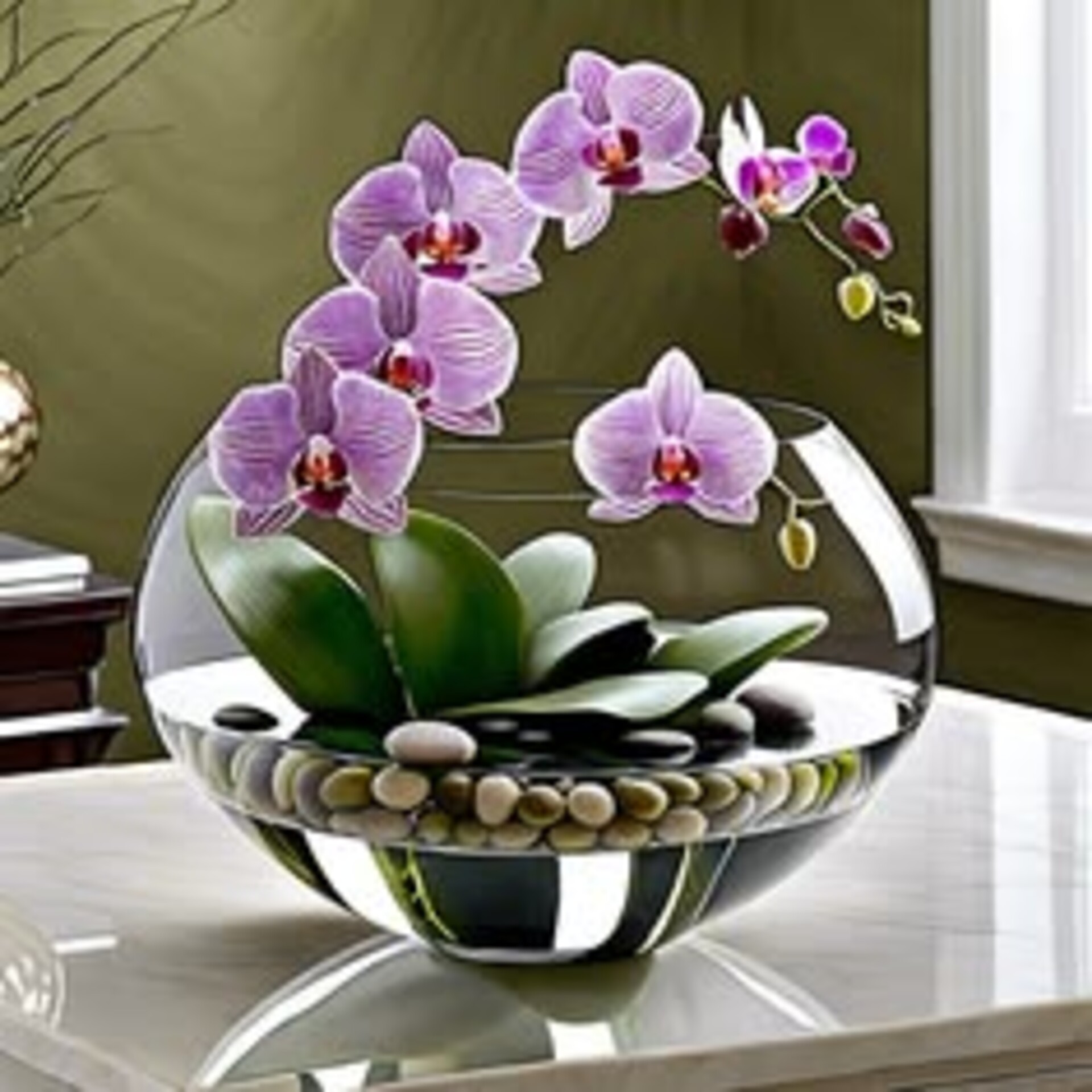 Foglia di Orchidea con radici  - Sconti per Fioristi e Aziende . - cm. 15 con 4 foglie