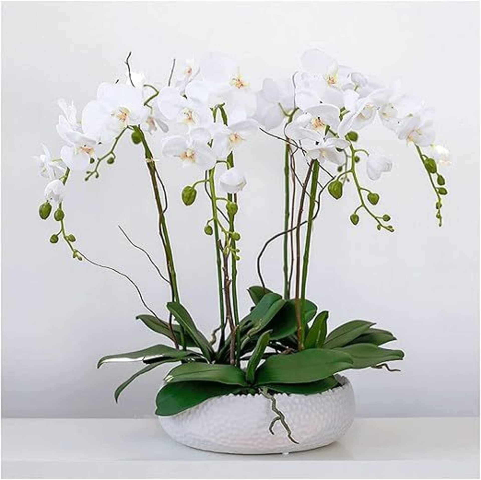 Foglia di Orchidea con radici  - Sconti per Fioristi e Aziende . - cm. 20 con 5 foglie