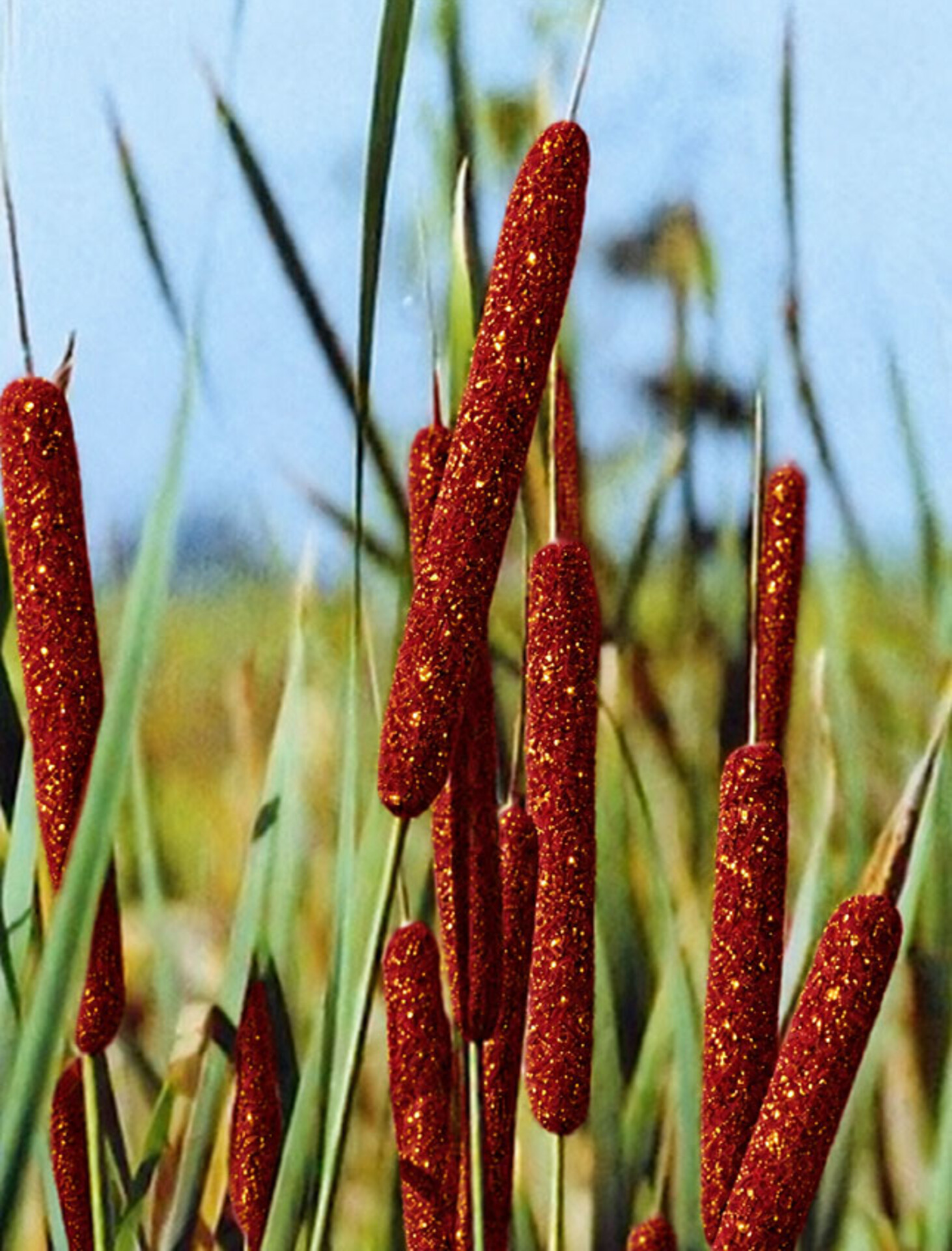 Tipha glitterata H 120  - Sconti per Fioristi e Aziende - Busta 8 canne senza foglie