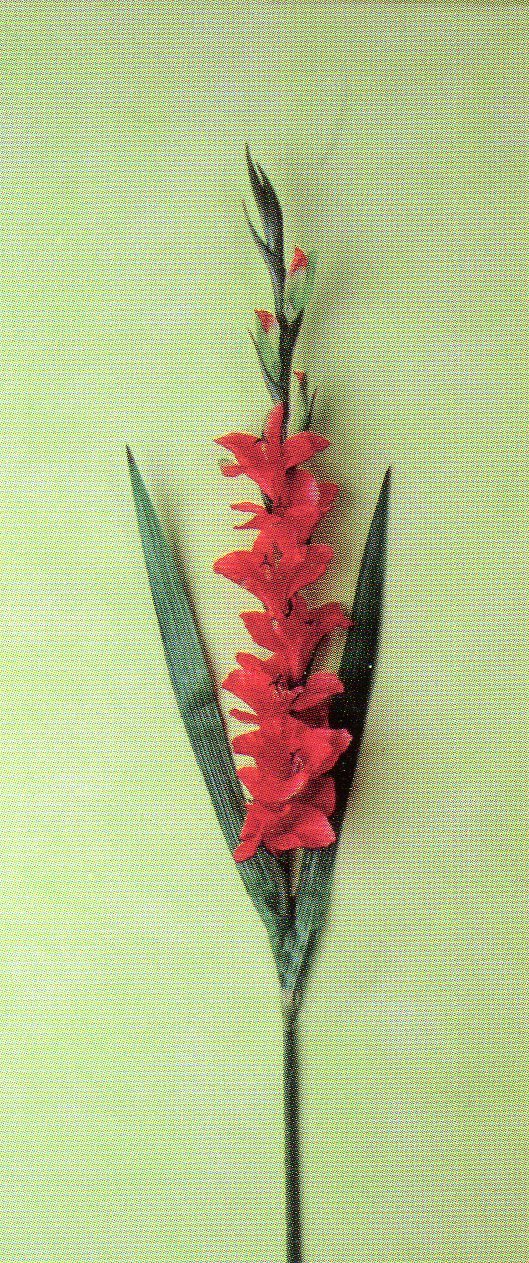 Gladiolo Artificiale H 108 x 10 fiori - Sconti per Fioristi e Aziende . -In poliestere