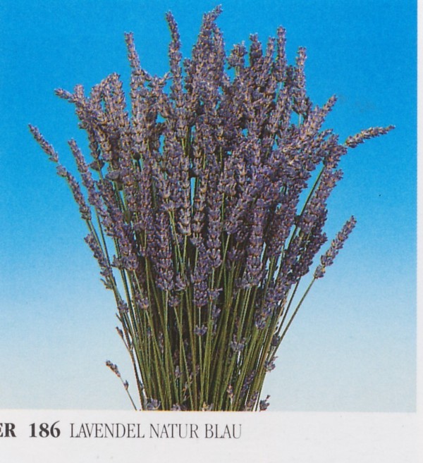 Lavanda naturale profumata Mazzo gr. 40- Sconti per Fioristi e Aziende . -  H 30