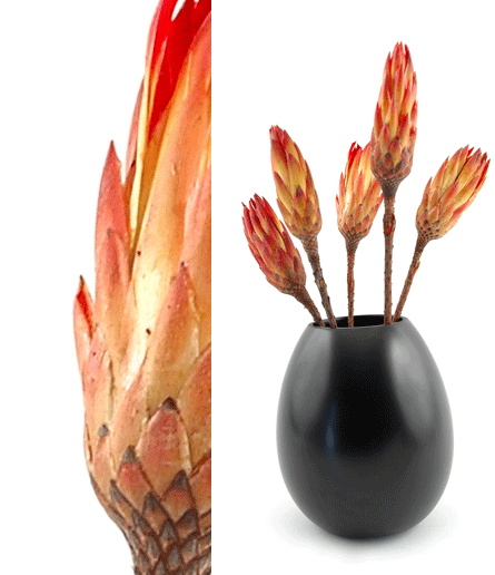 Protea compacta cm. 30 - Sconti per Fioristi e Aziende . - Stabilizzata