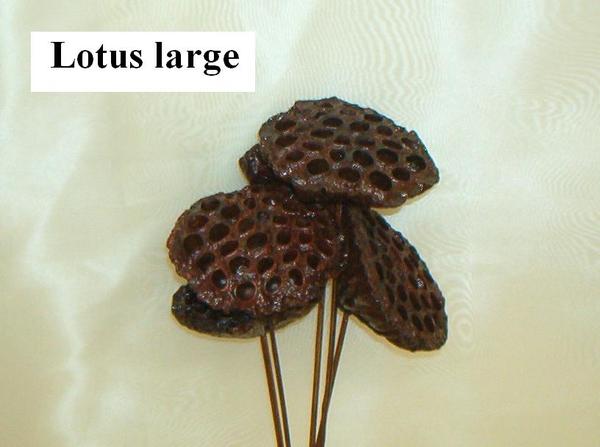 Lotus x 5 Steccato  Naturale Secco - Sconti per Fioristi e Aziende