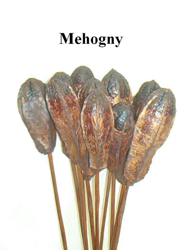 Mehogny Naturale H 65 Steccato Conf. 6 pezzi - Sconti per Fioristi e Aziende