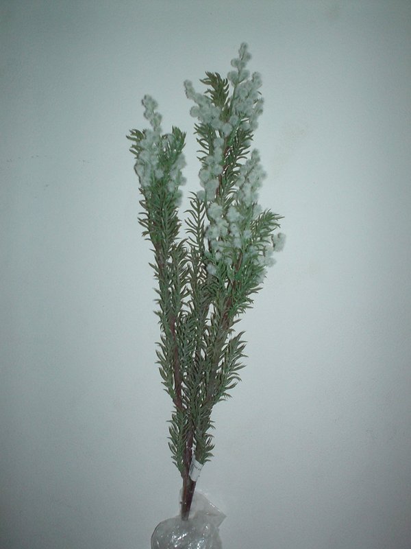 Acacia Selvatica Floccata- H 100 Bianca e Gialla - Sconti per Fioristi e Aziende