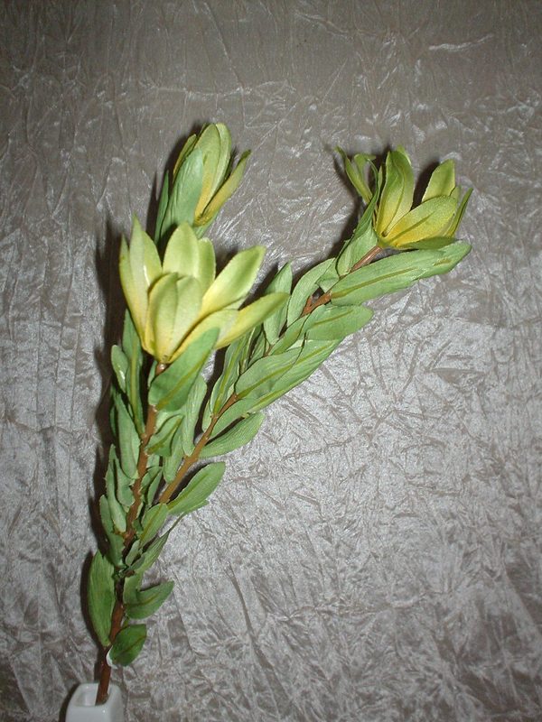 Leucadendron x 3 H 60 - Sconti per Fioristi e Aziende . - In poliester