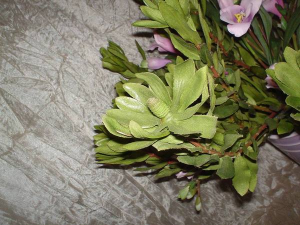 Leucadendron x 3 H 60 - Sconti per Fioristi e Aziende . - In poliester
