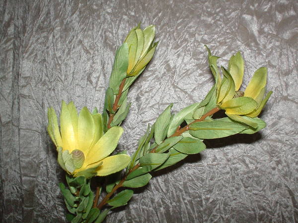 Leucadendron x 3 H 60 - Sconti per Fioristi e Aziende . - In poliester