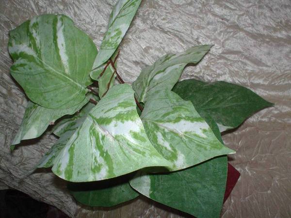 Pothos x 12 in poliestere - Sconti per Fioristi e Aziende . - Artificiale