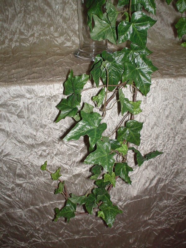 Edera Verde Cadente H 100  - Sconti per Fioristi e Aziende - Con 200 foglie
