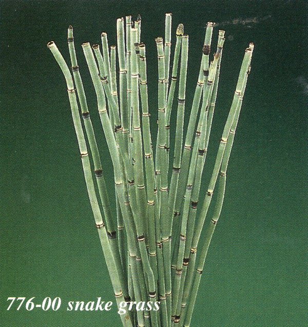 Fascio Snake Grass Naturale  - Sconti per Fioristi e Aziende - Lungo cm. 15 dm. 6