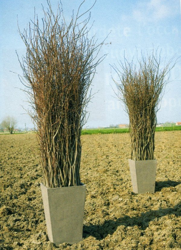 Nocciolo Contorto H 160 x 6 - Sconti per Fioristi e Aziende - Salix Willow naturale