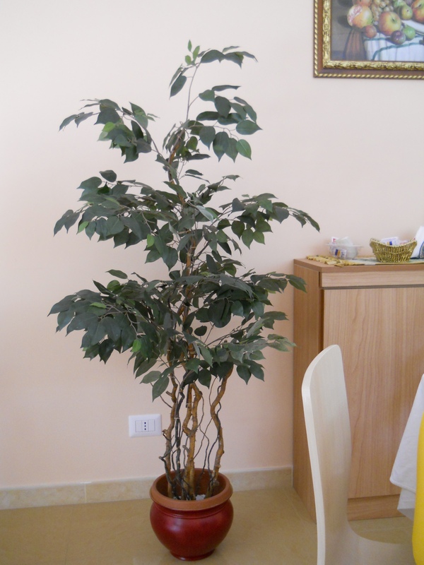 Ficus Twisted H 165 in vaso  - Sconti per Fioristi e Aziende . - Artificiale con 1075 foglie verdi