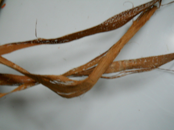 Fascio Naturale di Browney Skeleton  gr. 250 alto cm. 80 - Sconti per Fioristi e Aziende