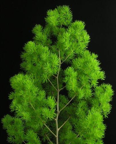 Asparagus  Myrocladius  - Sconti per Fioristi e Aziende - Preservato da gr. 170