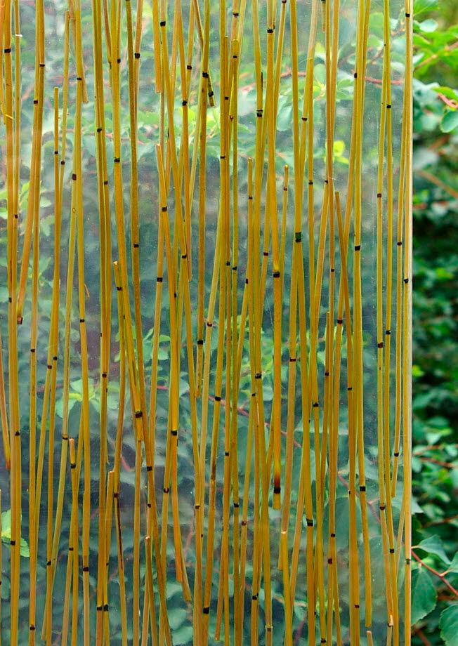 Equisetum Stem H 80  - Sconti per Fioristi e Aziende - Mazzo Kg. 1 Stabilizzato