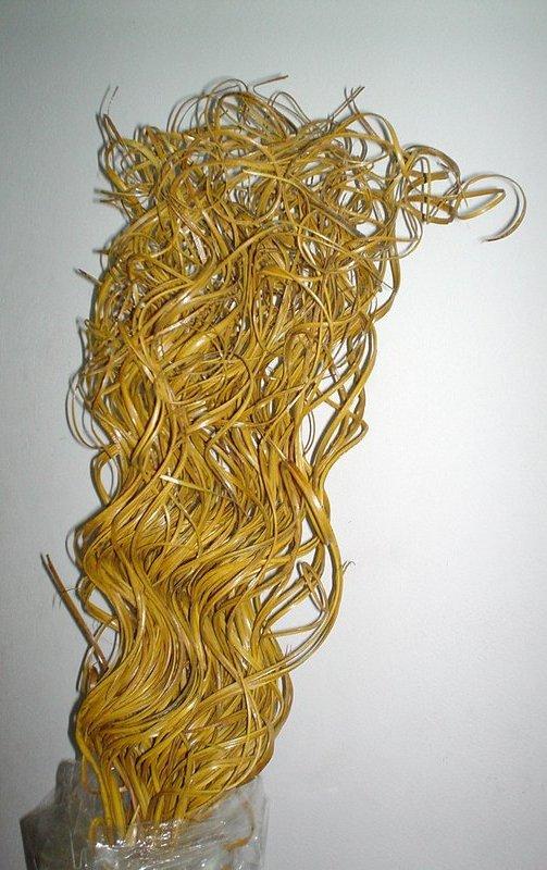 Ting Ting Spiral Oro x 50 steli - Sconti per Fioristi e Aziende - H 60 e H 90