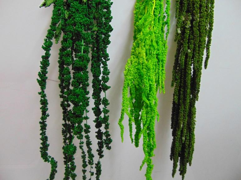 Amaranthus caudatum stabilizzato - Sconti per Fioristi e Aziende - H 90/110