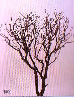 Faggio Marino Naturale  - Sconti per Fioristi e Aziende - Alto da cm.50 a cm. 75
